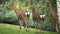 Three surprised deer, family in the woods