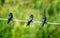 Three swallow birds stand wire green blur background