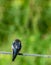 Three swallow birds stand wire green blur background