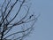 Three swallows sit on tree in Goczalkowice in Poland