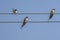 Three swallows on a wire