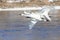 Three swans flying off from river