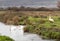 Three swans in landscape at Braunton Marshes near Barnstaple, Devon, England.