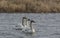 Three swans stare in common alignment at refuge in Missouri