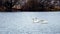 Three swans swim on the river in the cold autumn