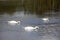 Three swans with their heads submerged