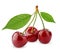 Three sweet cherries with leaves