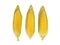 Three Sweet Corn with Husk on White Background, Clipping Path