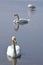 Three swiming swansSwans are birds of the family Anatidae within the genus Cygnus.