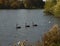 Three Swimming black swans in a line