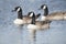 Three swimming canadian goose