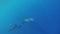 Three Swimming Dolphins in Hawaii Underwater Shoot.