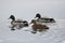 Three swimming mallards, one female, two male