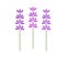 Three symbolic lavender flowers