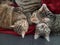 Three tabby cats snuggling together