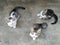 Three tabby kitten on the ground