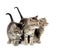 Three tabby kittens