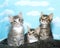 Three tabby kittens looking up