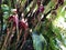 The Three-tailed pipe flower Aristolochia tricaudata, Three-tailed pipe vine, Dreischwaenzige Pfeifenblume