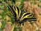 Three Tailed Swallowtail