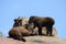 Three takins on a mountain