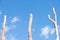 Three Tall dead tree stems isolated blue sky