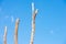 Three Tall dead tree trunks isolated blue sky