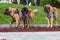 Three tall leonberger dogs