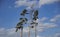 Three tall Scots pines against a blue cloudy sky. One of the trees broke from the persistent heat and the bark beetle