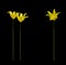 Three tall yellow tulips isolated on black