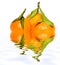 Three tangerines with leafs with reflection on water