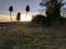 Three teazel seed heads, dipsacus fullonum, against setting sun.