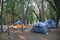 Three Tents Set up in the Lush Green Woods