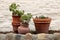 Three terracotta pots are filled with plants