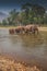 Three Thai wild elephants walk in the river