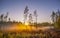 Three thin pines in foggy marsh at sunset