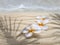 Three tiare flowers on the beach