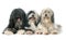 Three Tibetan terrier