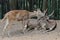 Three Timor deer resting in the bushes.