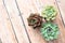 Three tiny succulent plants grouped together