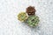 Three tiny succulent plants grouped together