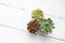 Three tiny succulent plants grouped together