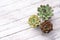 Three tiny succulent plants grouped together