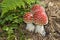 Three toadstools on the edge of the forest