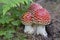 Three toadstools on the edge of the forest