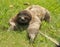 Three toe sloth crawling in grass, costa rica