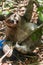 Three toed brown-throated sloth on the ground in the Atlantic forest