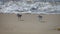 The three-toed sandpiper foraging on the west coast beach of America