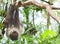 Three-toed Sloth