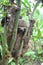 A Three-Toed Sloth in the Amazon Jungle, Peru